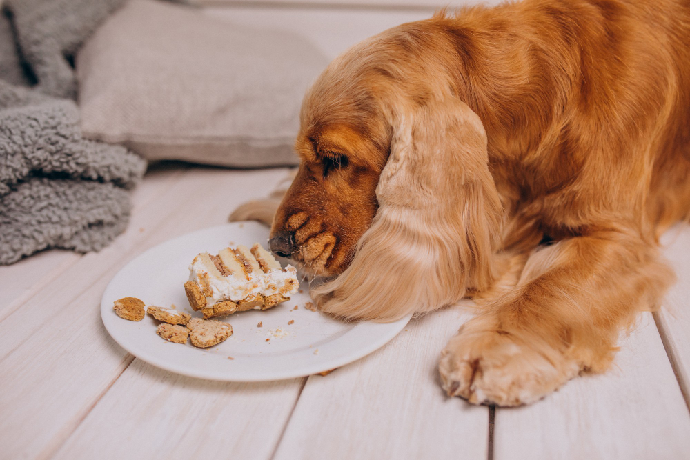 Gotowanie zdrowych i smacznych posiłków dla psa – poradnik dla odpowiedzialnych właścicieli